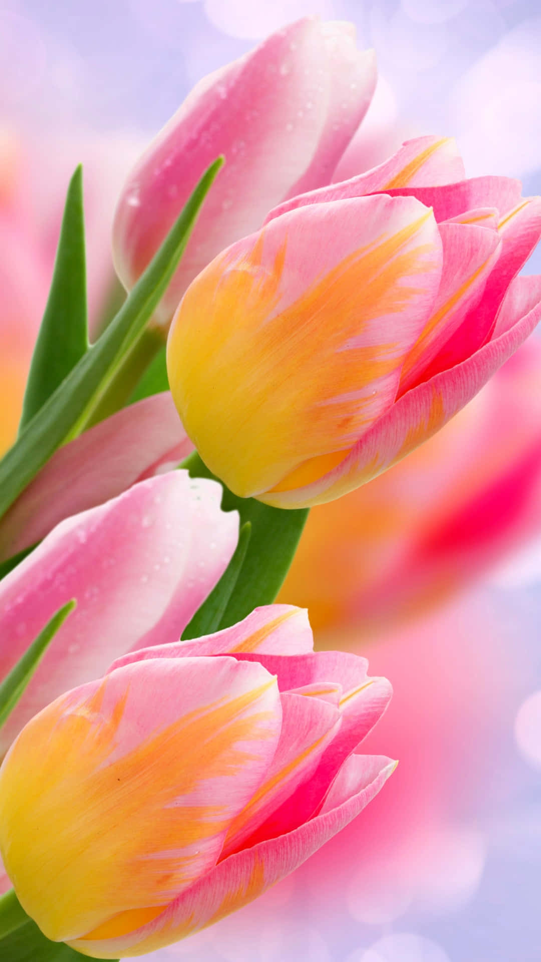 Vibrant Pink Yellow Tulips Background