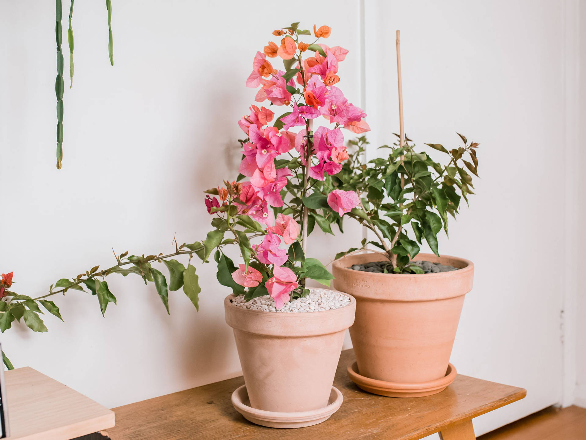 Vibrant Potted Bougainvillea In Bloom