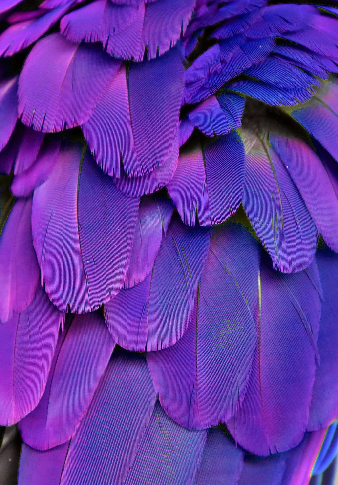 Vibrant Purple Bird Feathers Background