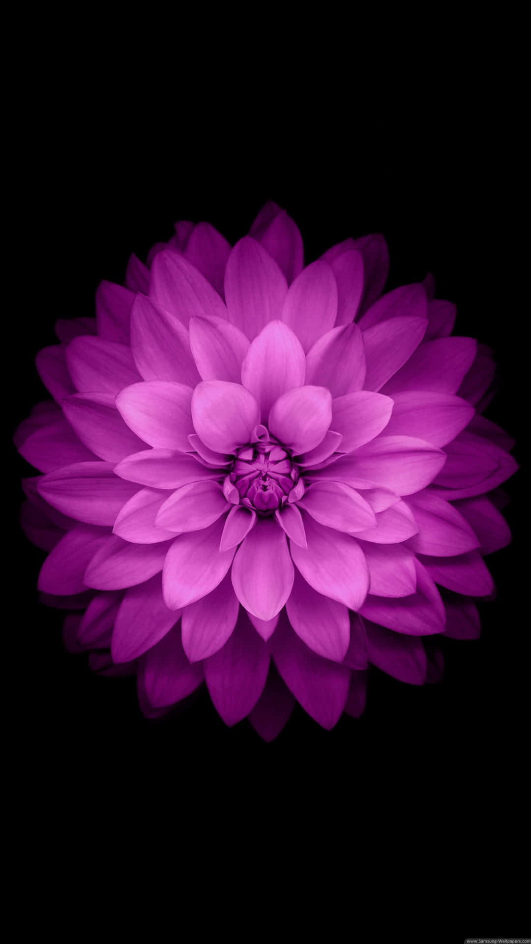 Vibrant Purple Dahlia Floweron Black Background Background