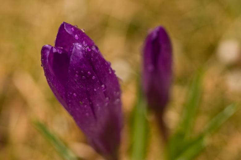 Vibrant Purple Flowers With Glistening Water Droplets Background