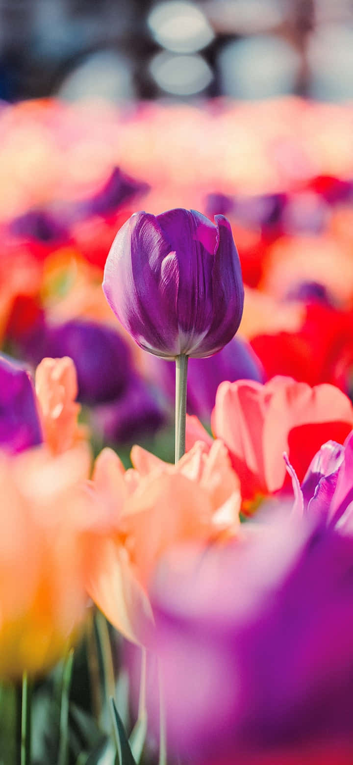 Vibrant Purple Tulip Among Colorful Flowers.jpg Background