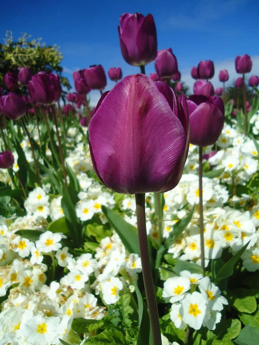 Vibrant Purple Tulips Under Blue Sky Background