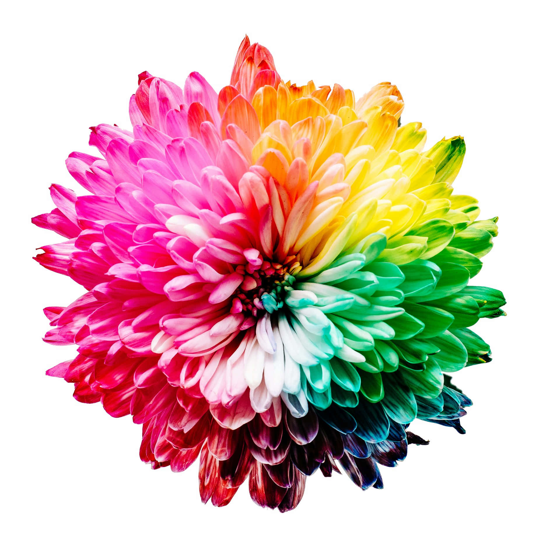 Vibrant Rainbow Chrysanthemum Background
