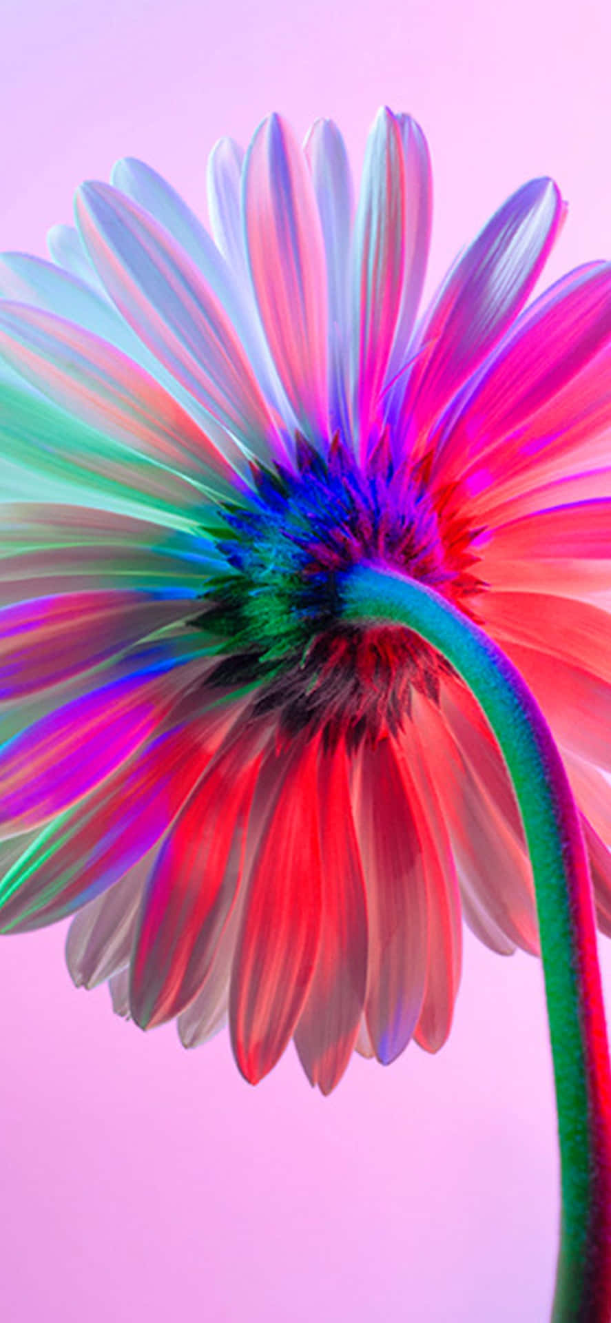 \ Vibrant Rainbow Flower For Iphone Background