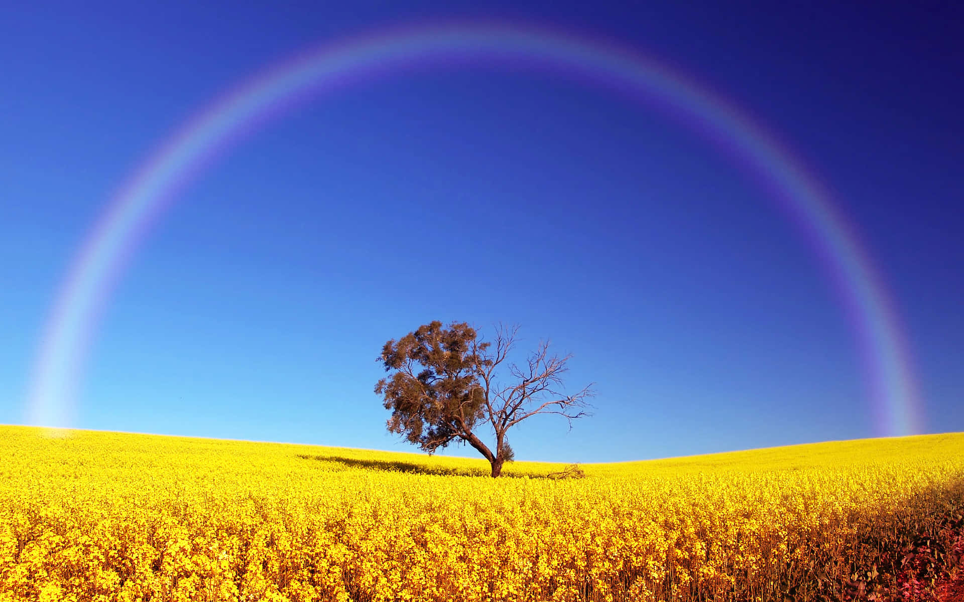 Vibrant Rainbow Over Canola Field Background