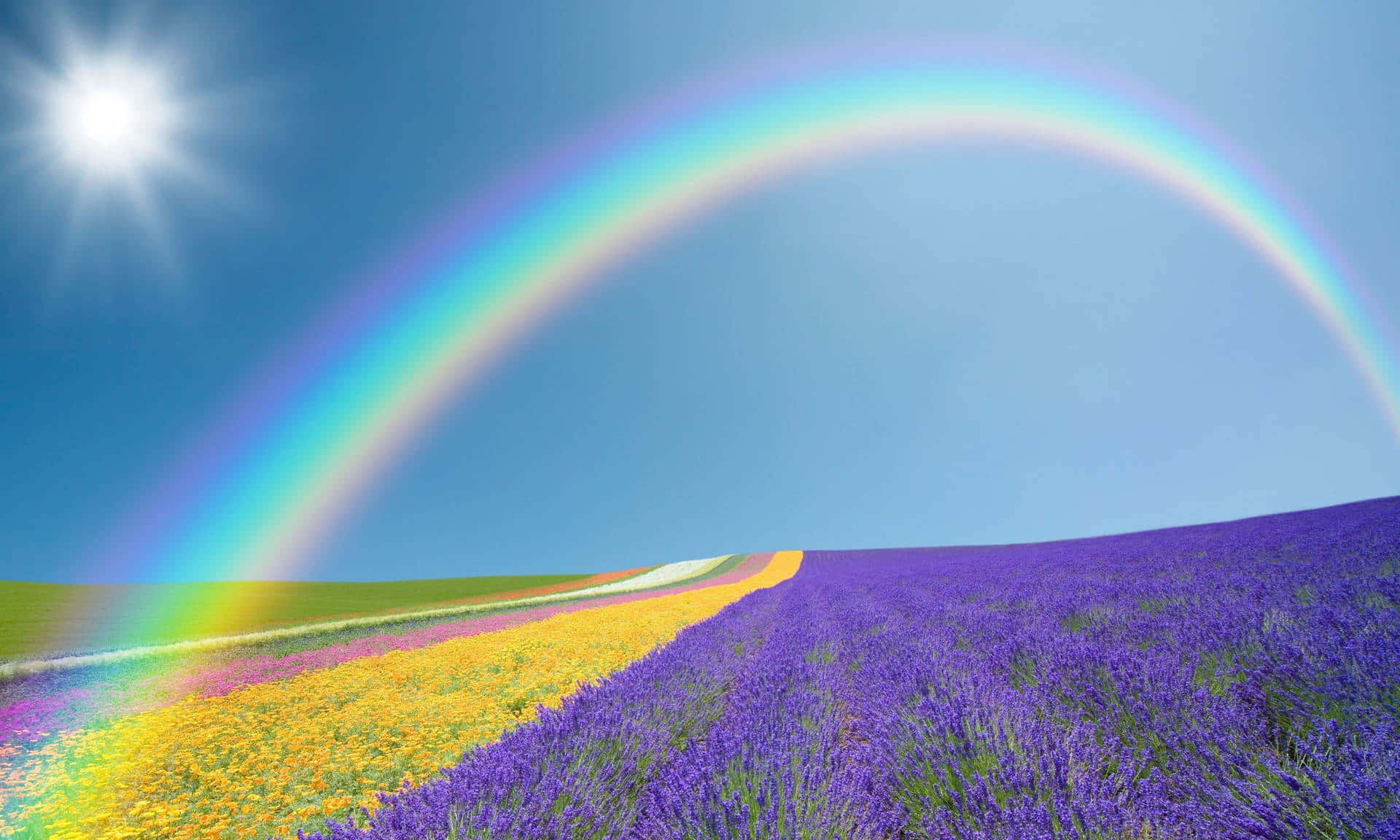 Vibrant Rainbow Over Lavender Field Background