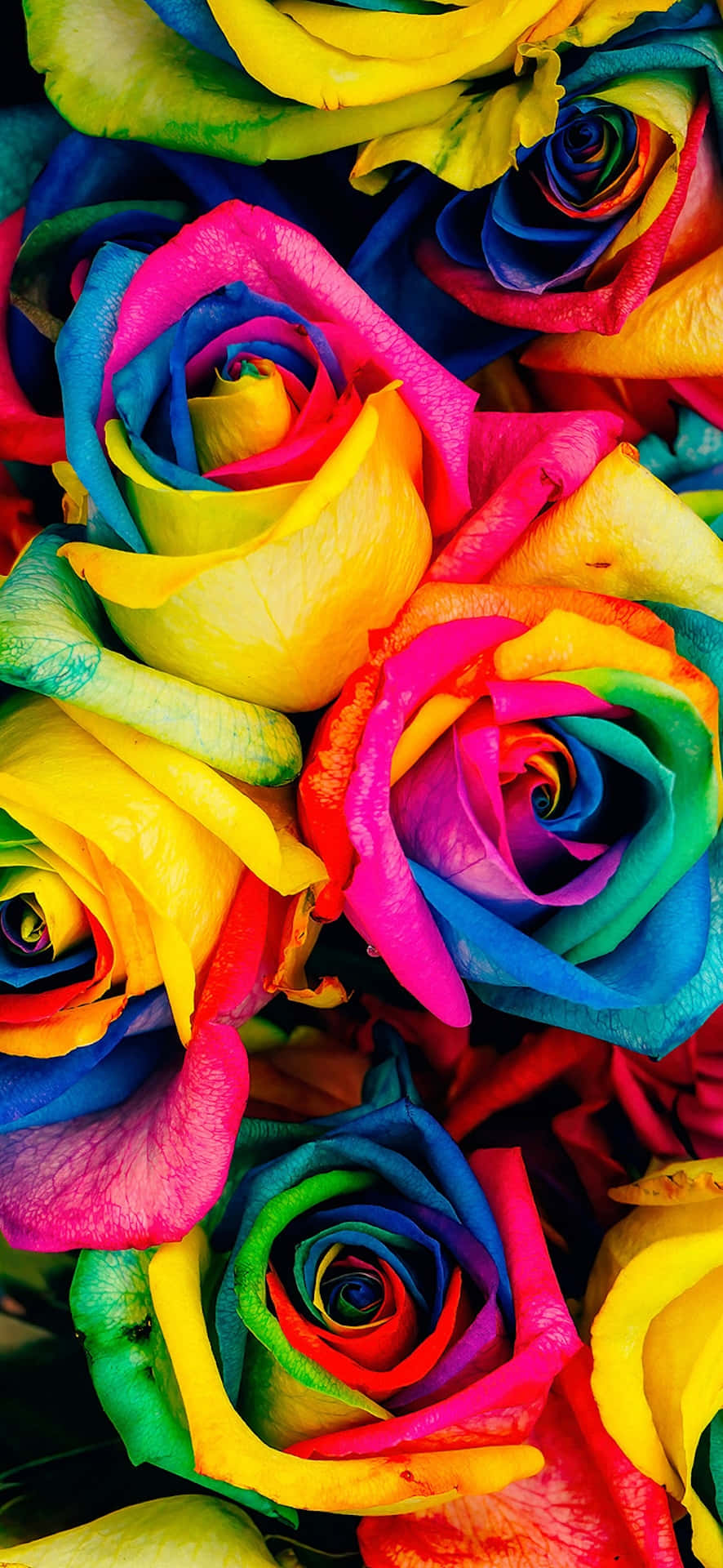 Vibrant_ Rainbow_ Roses_ Bouquet Background