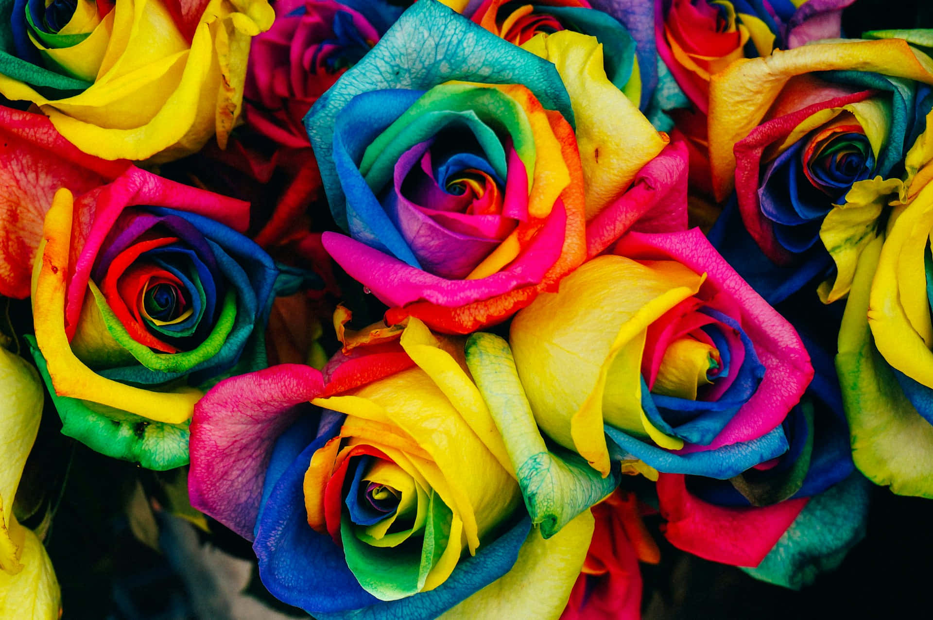 Vibrant Rainbow Roses Bouquet Background
