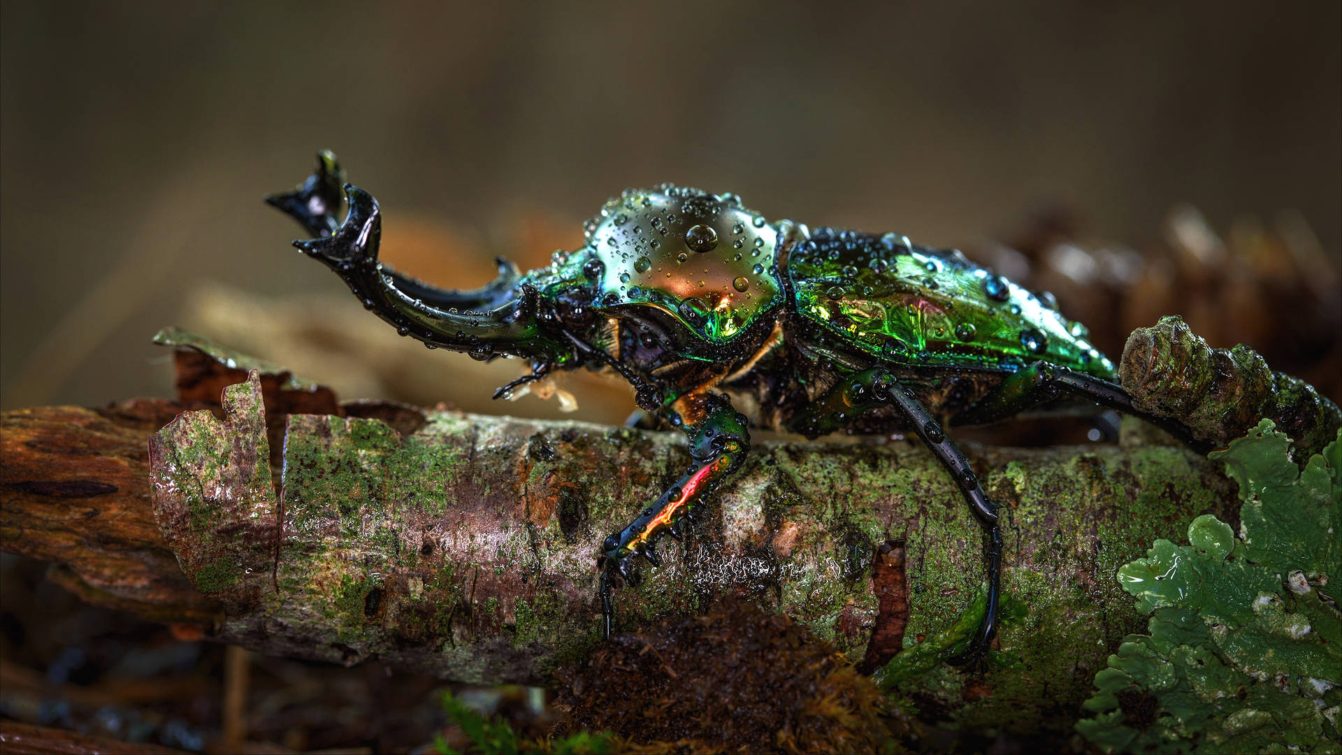 Vibrant Rainbow Stag Beetle Under Rain