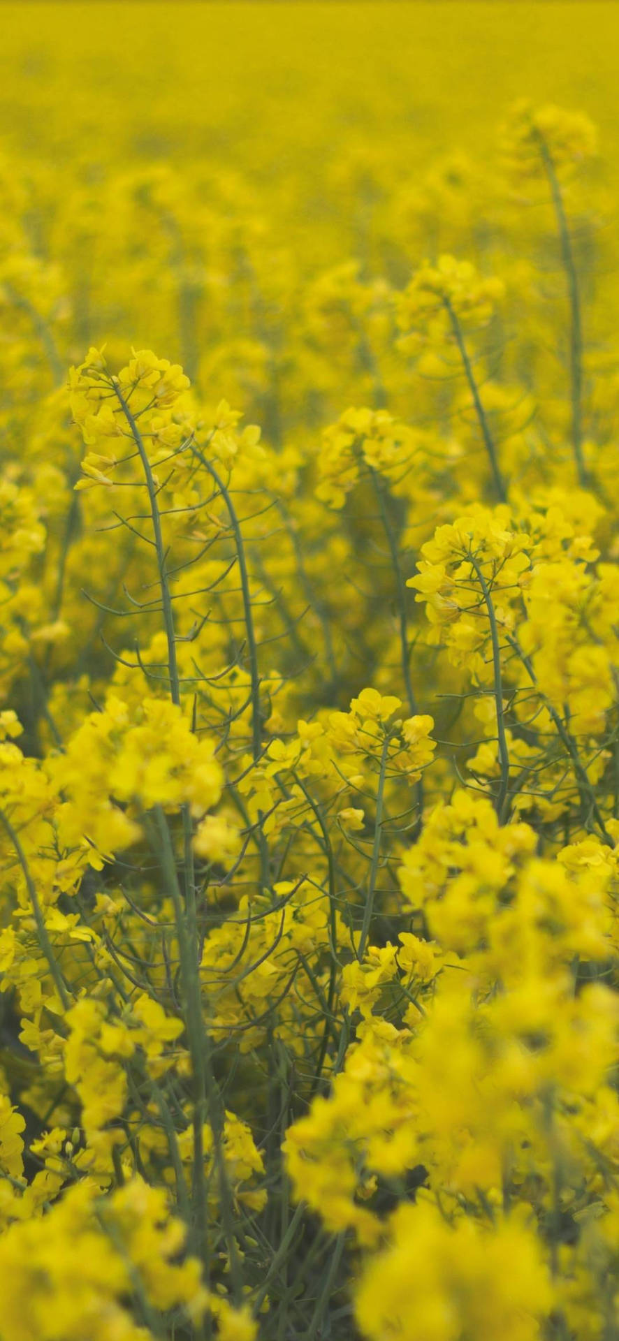 Vibrant Rapeseeds Flower Phone Background Background