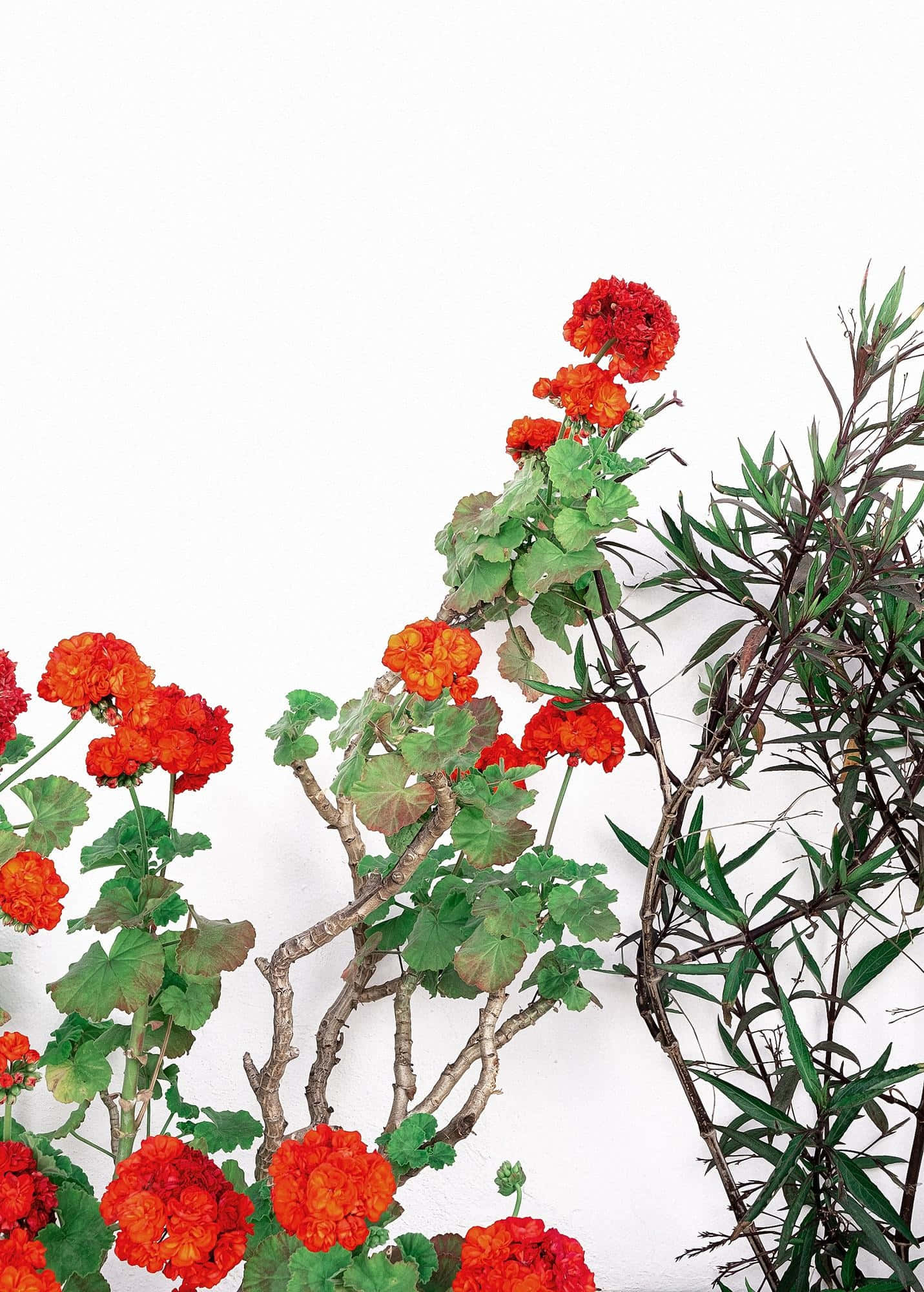 Vibrant Red And White Lines Create An Aesthetic Art Piece