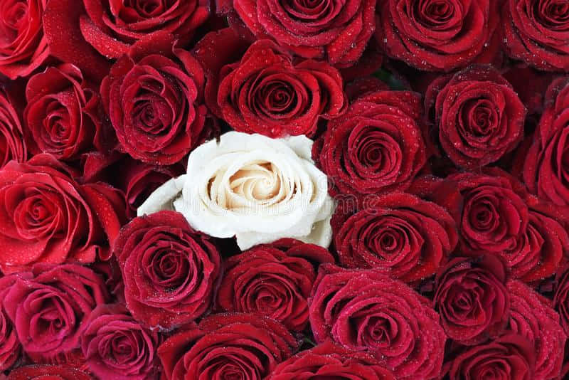 Vibrant Red And White Roses Flat Lay Background