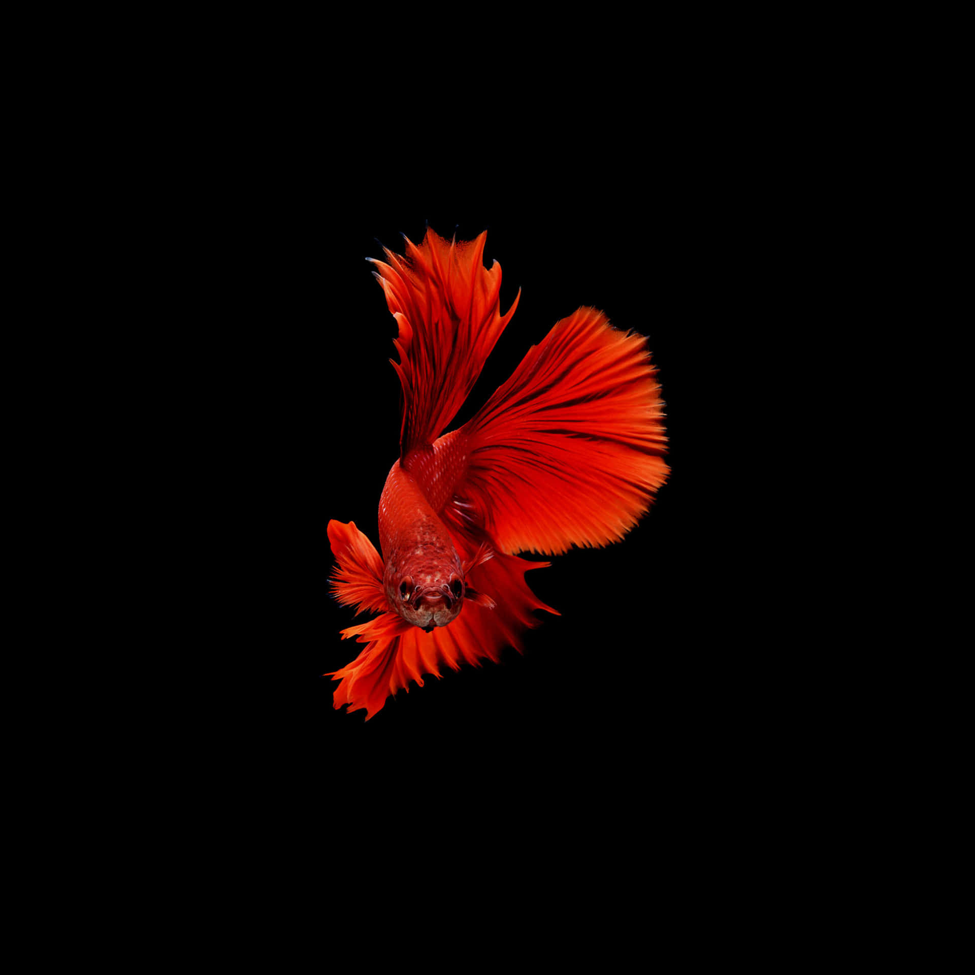 Vibrant Red Betta Fish Background