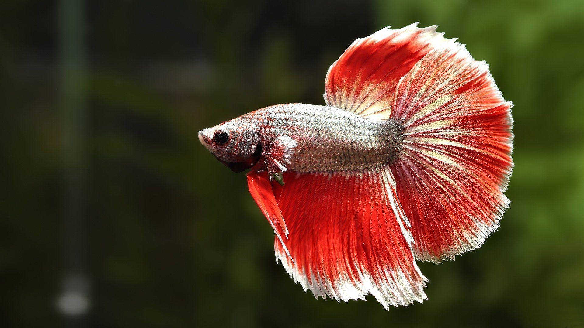 Vibrant Red Betta Fish Swimming In Pristine Aquarium Background