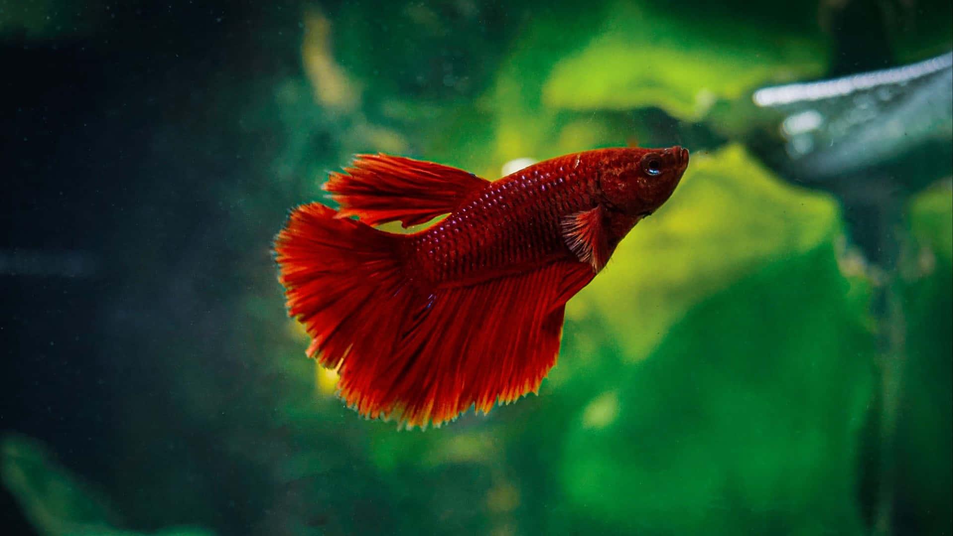 Vibrant Red Betta Fish Swimming Background