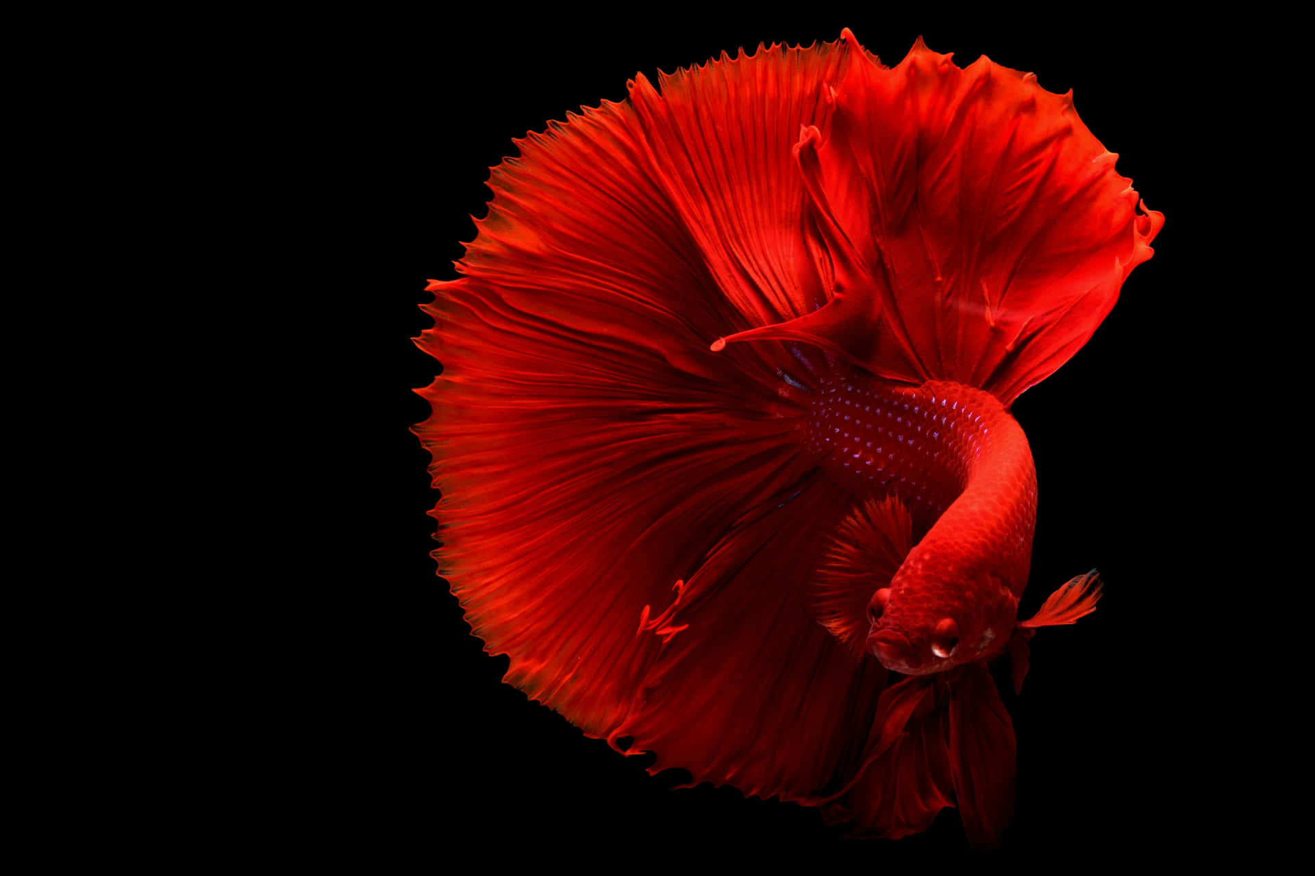 Vibrant Red Betta Fish