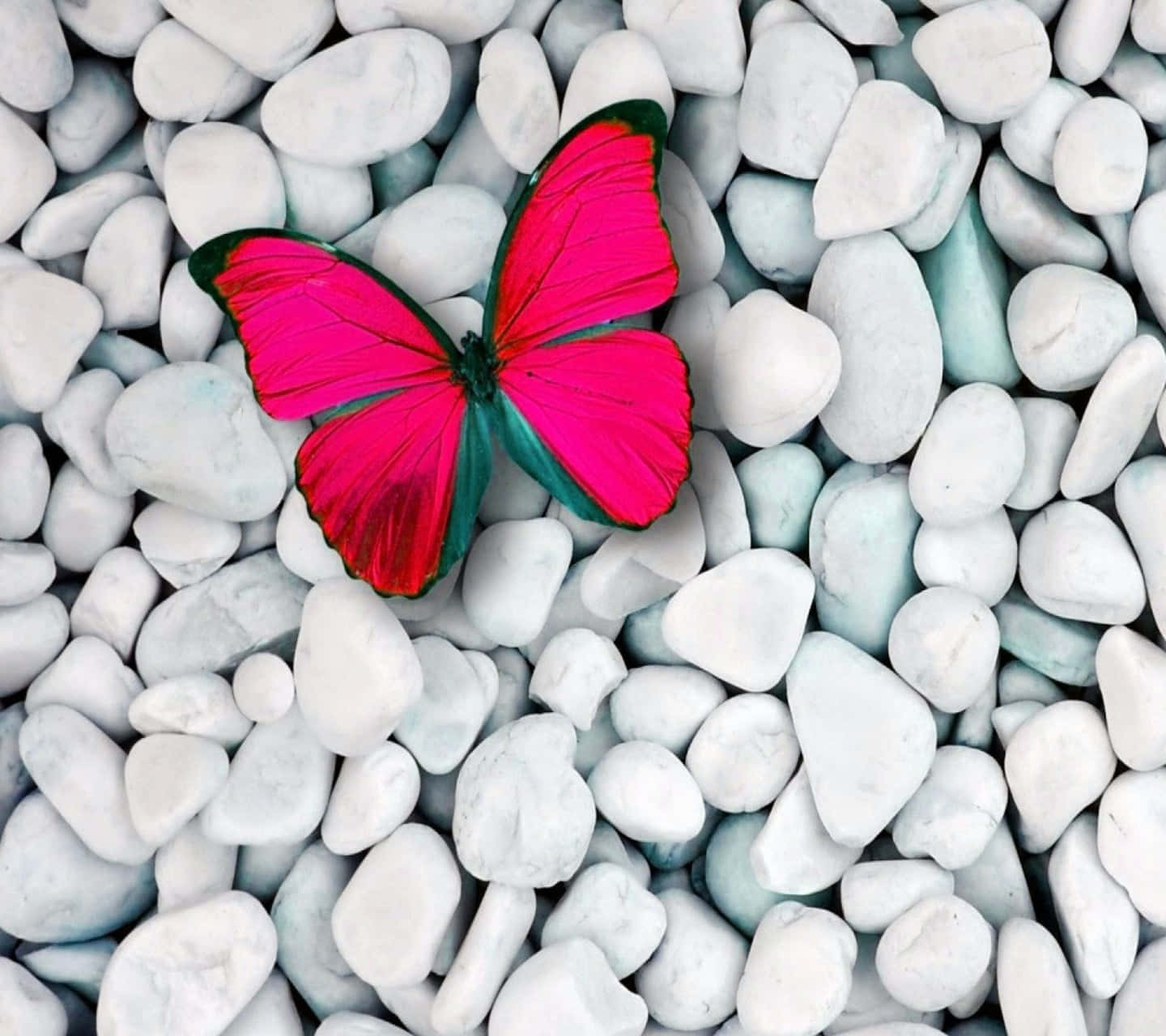 Vibrant Red Butterfly Background