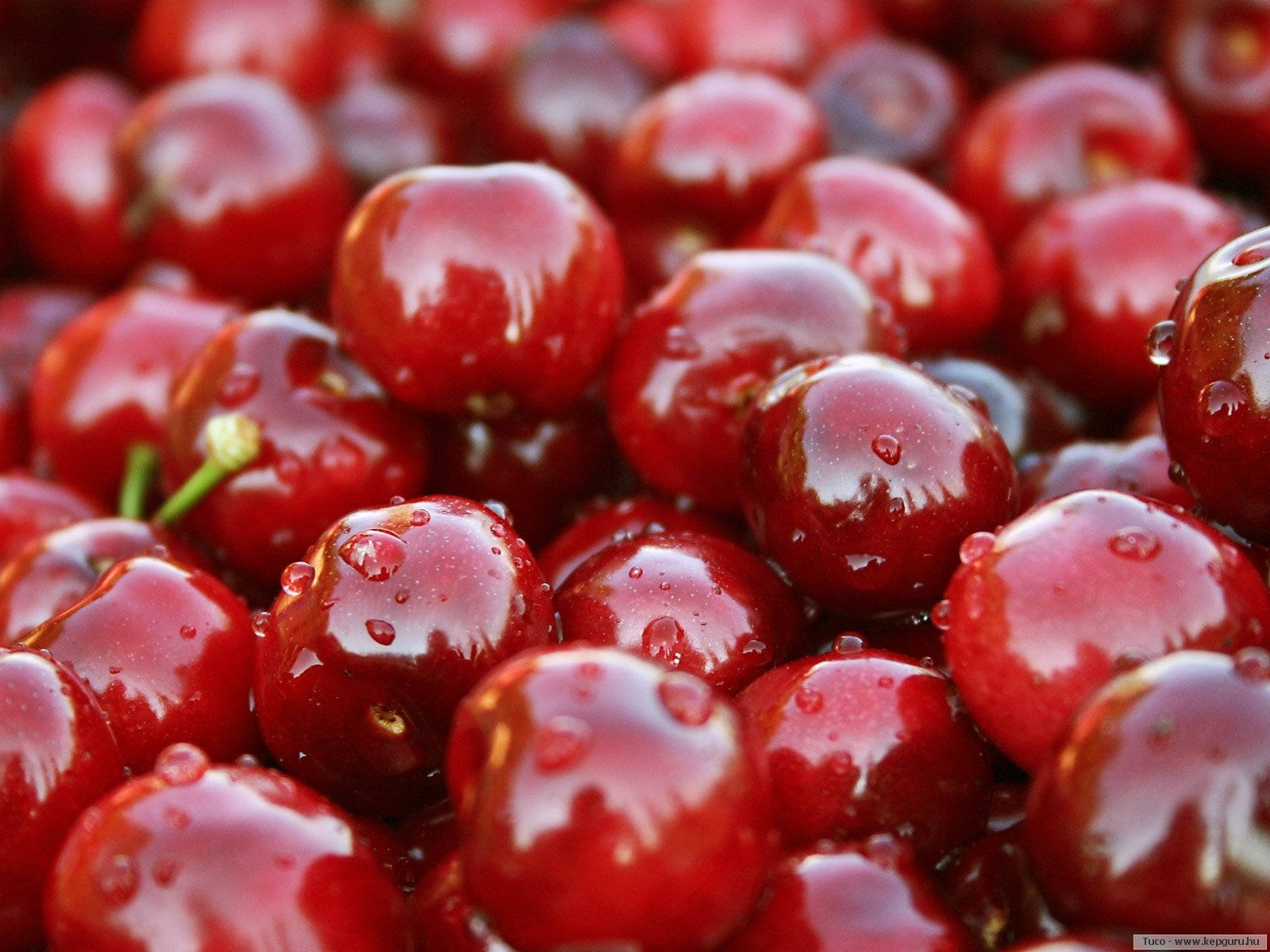 Vibrant Red Cranberries In The Wild Background