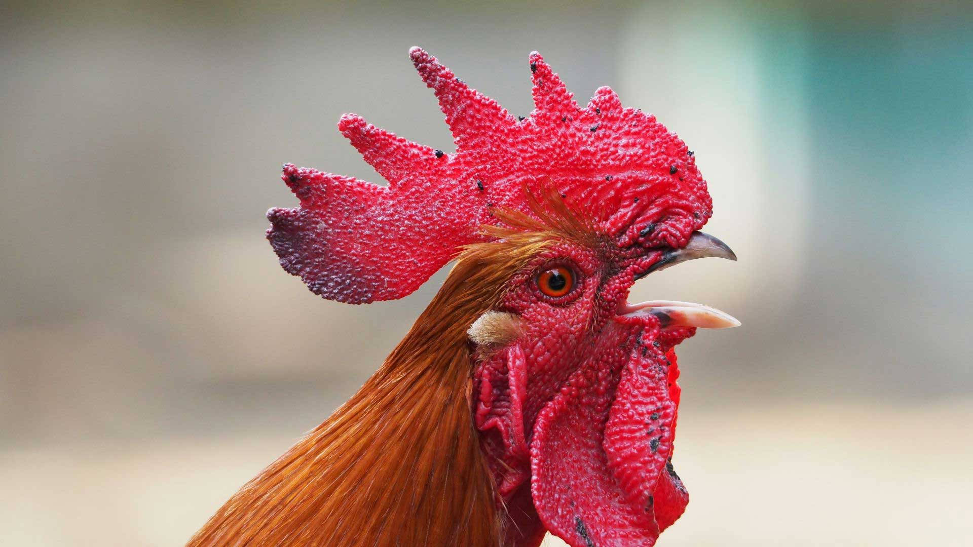 Vibrant Red Hen Prowling The Garden Background