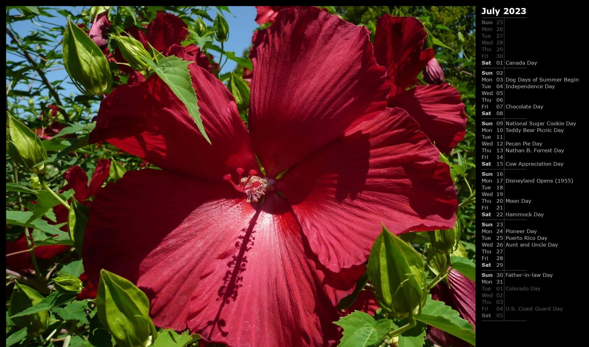 Vibrant Red Hibiscus Bloom July Calendar Background