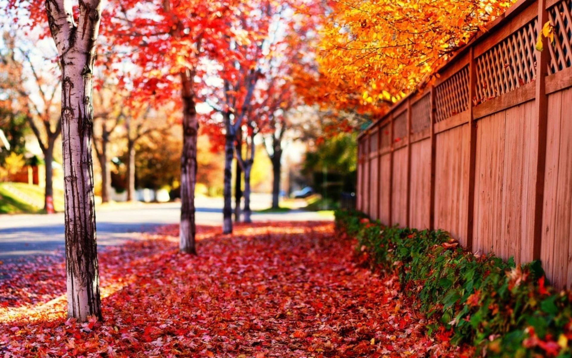Vibrant Red Leaves In Full Screen Hd Desktop Resolution
