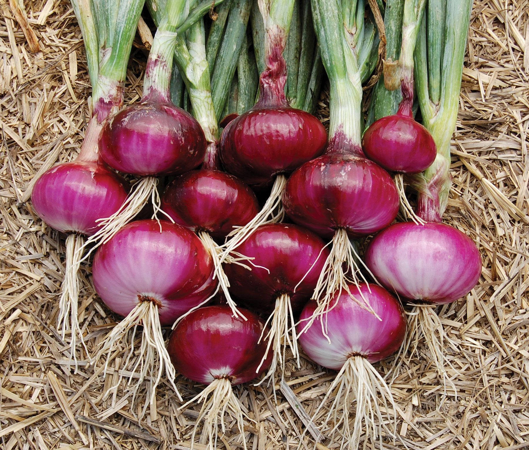 Vibrant Red Onions With Leaves