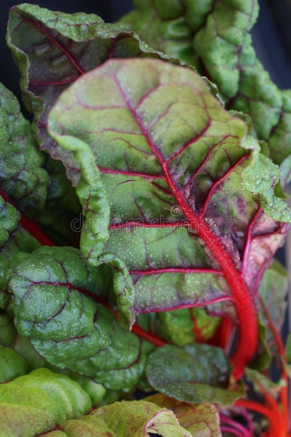 Vibrant Red Rhubarb Swiss Chard Glistening With Fresh Dew Background