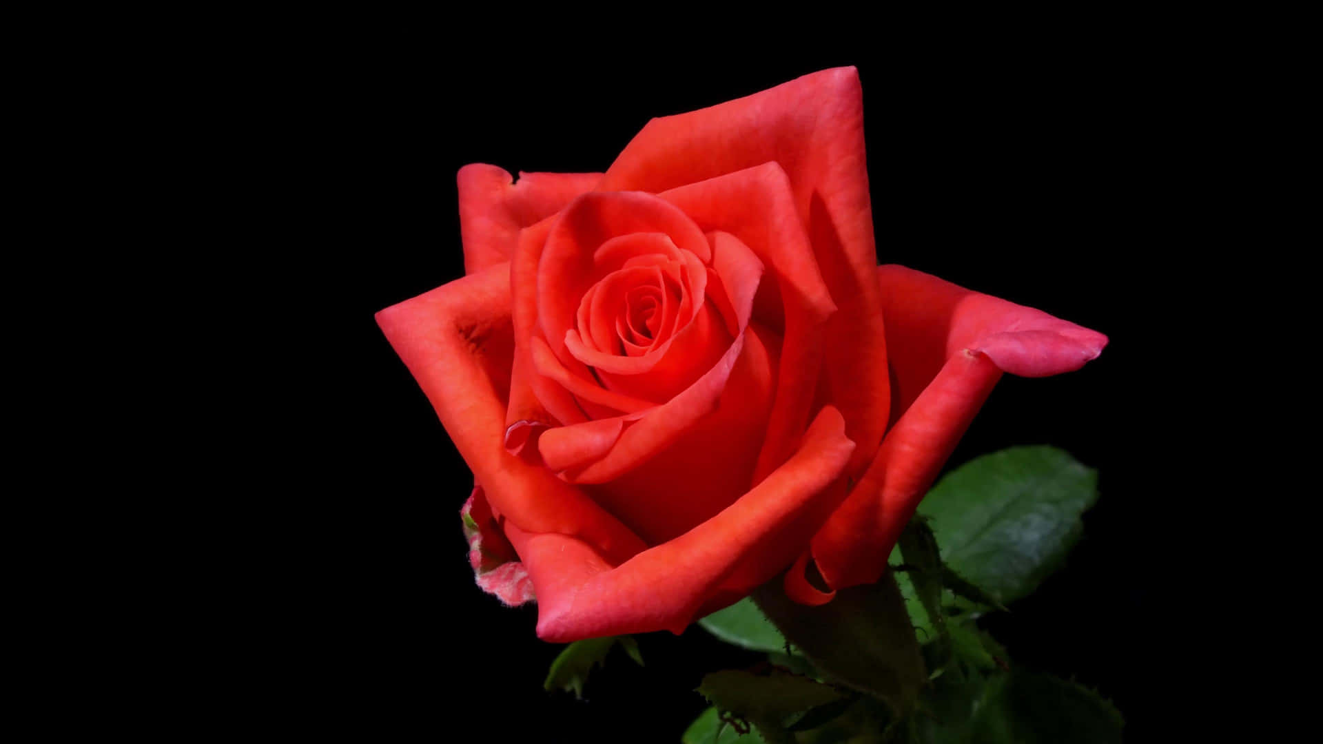 Vibrant_ Red_ Rose_ Black_ Background_4 K.jpg Background