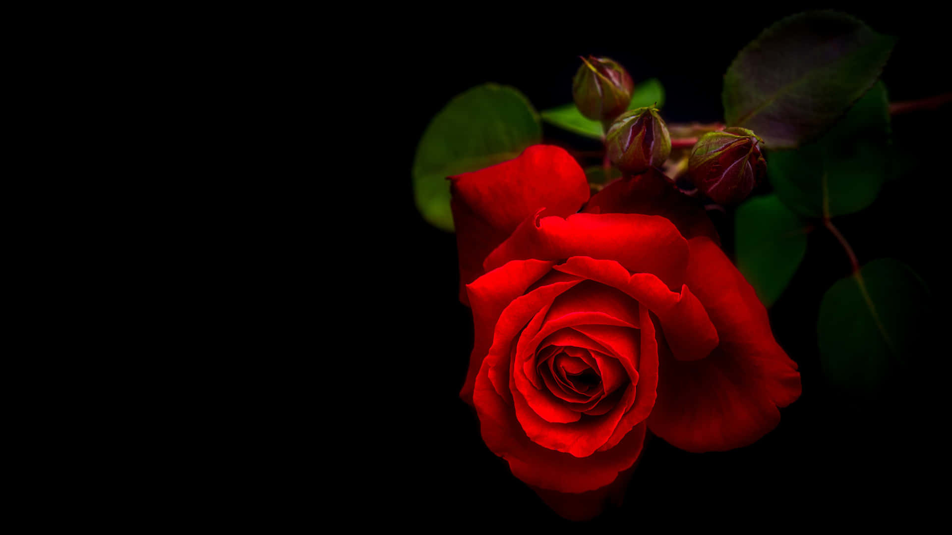 Vibrant_ Red_ Rose_ Black_ Background_4 K.jpg