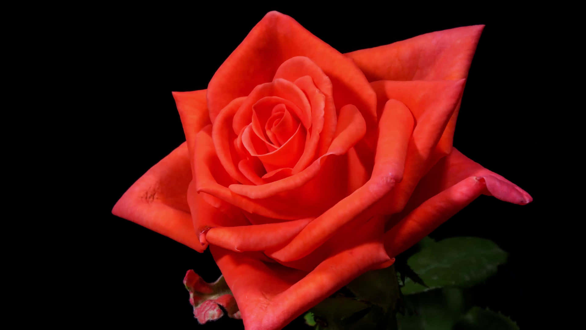 Vibrant_ Red_ Rose_ Black_ Background_4 K