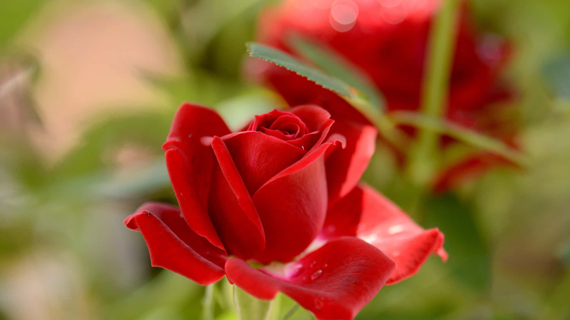 Vibrant Red Rose Closeup4 K