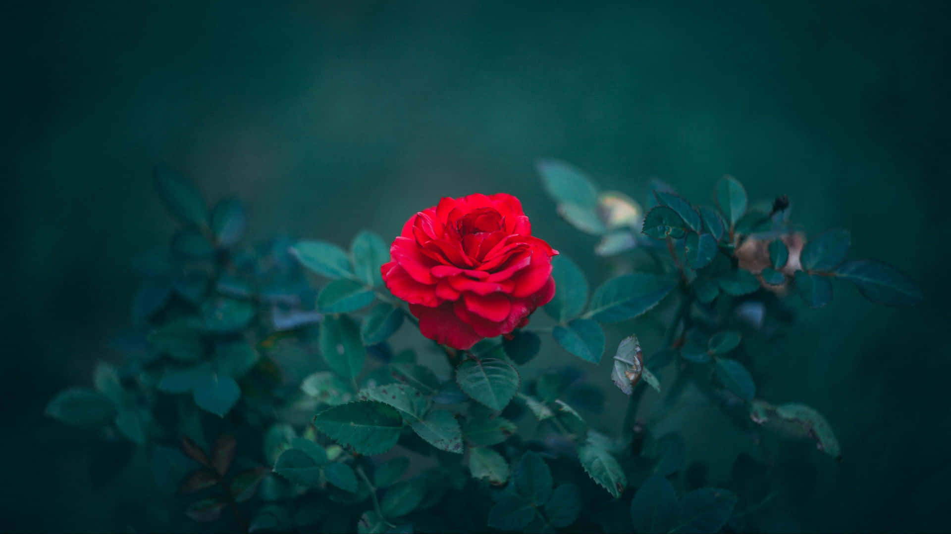 Vibrant Red Rose Dark Backdrop4 K