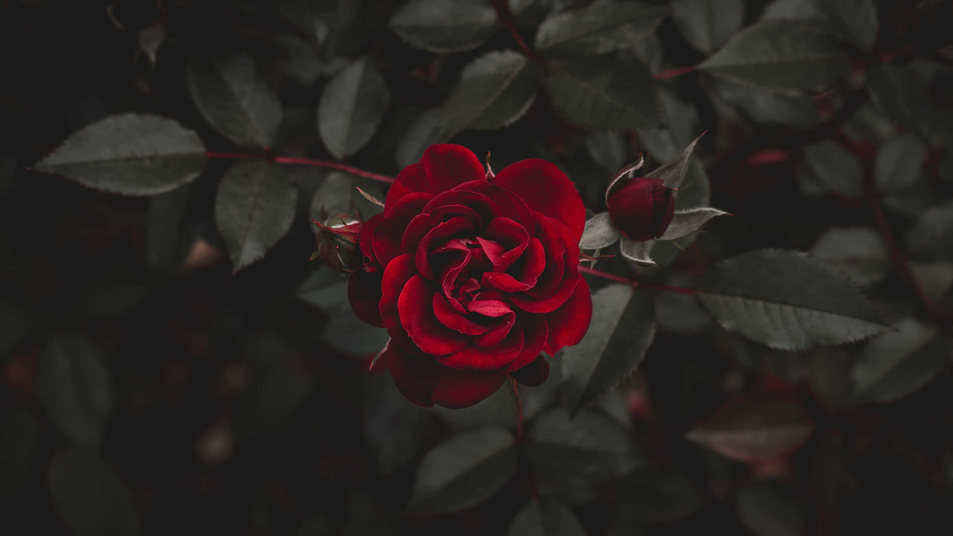 Vibrant_ Red_ Rose_ Dark_ Background_4 K.jpg