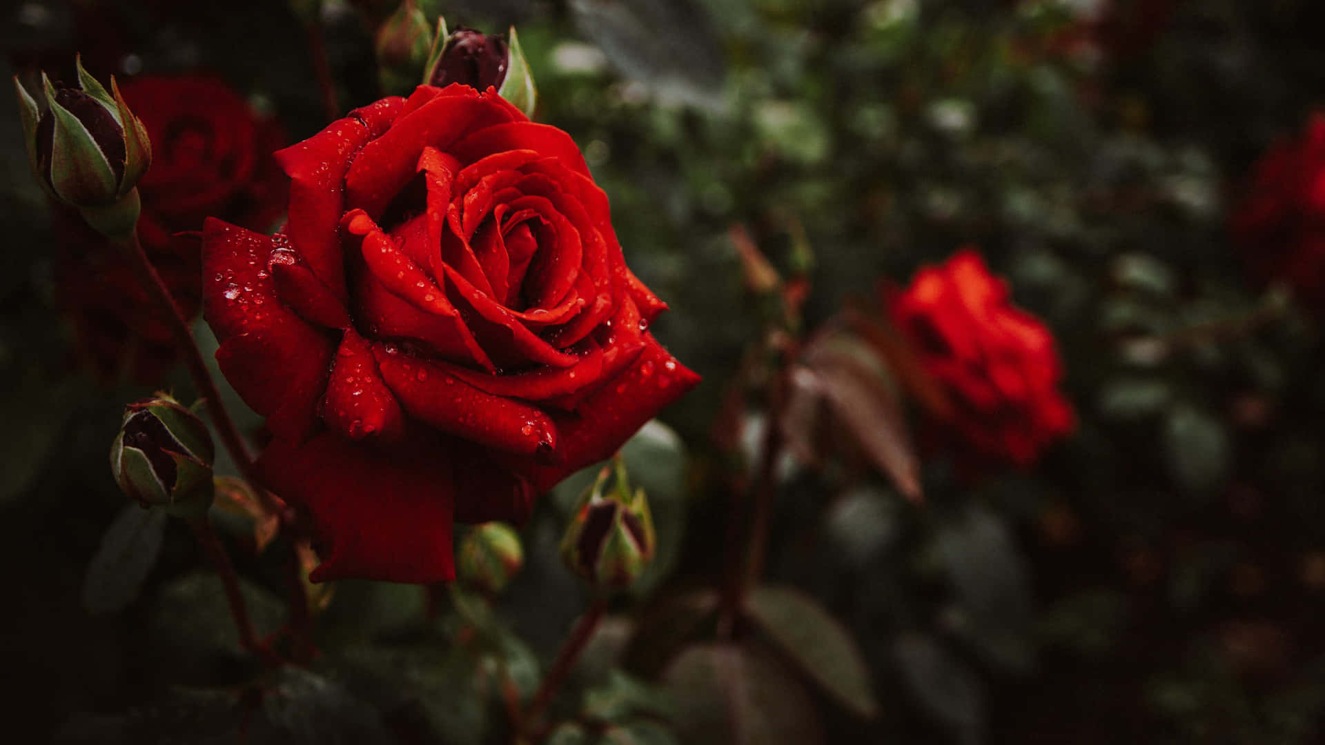 Vibrant Red Rose Dew Drops4 K