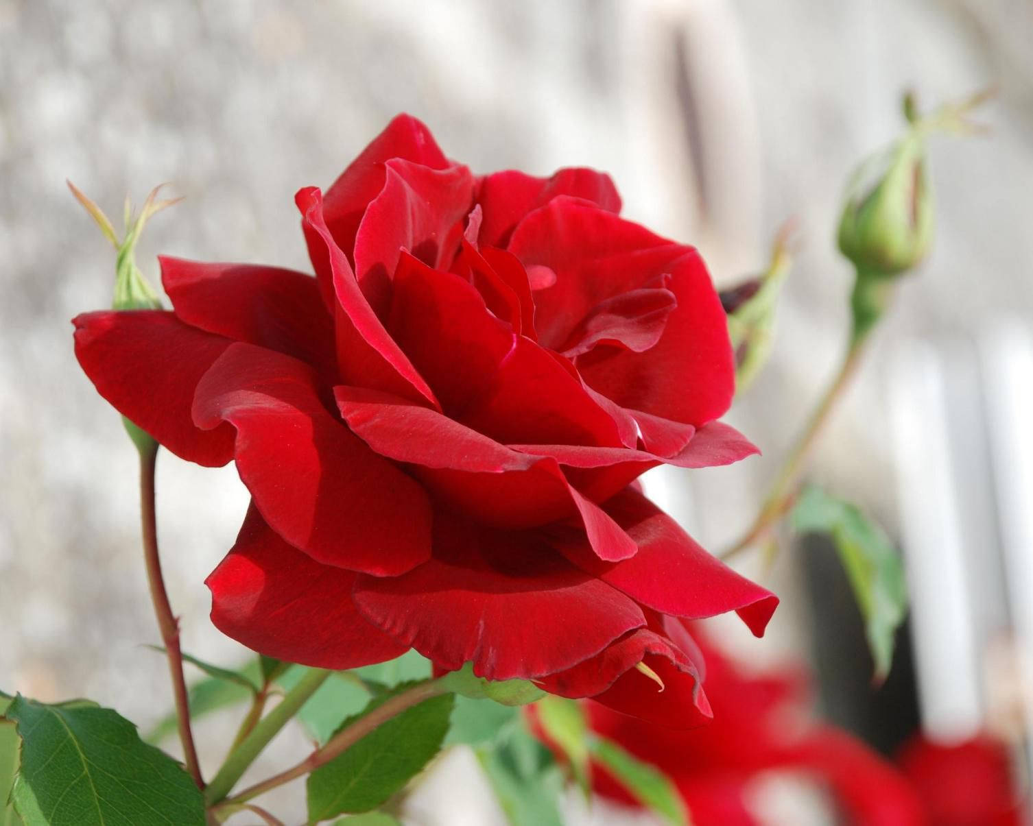 Vibrant Red Rose In Full Bloom Background