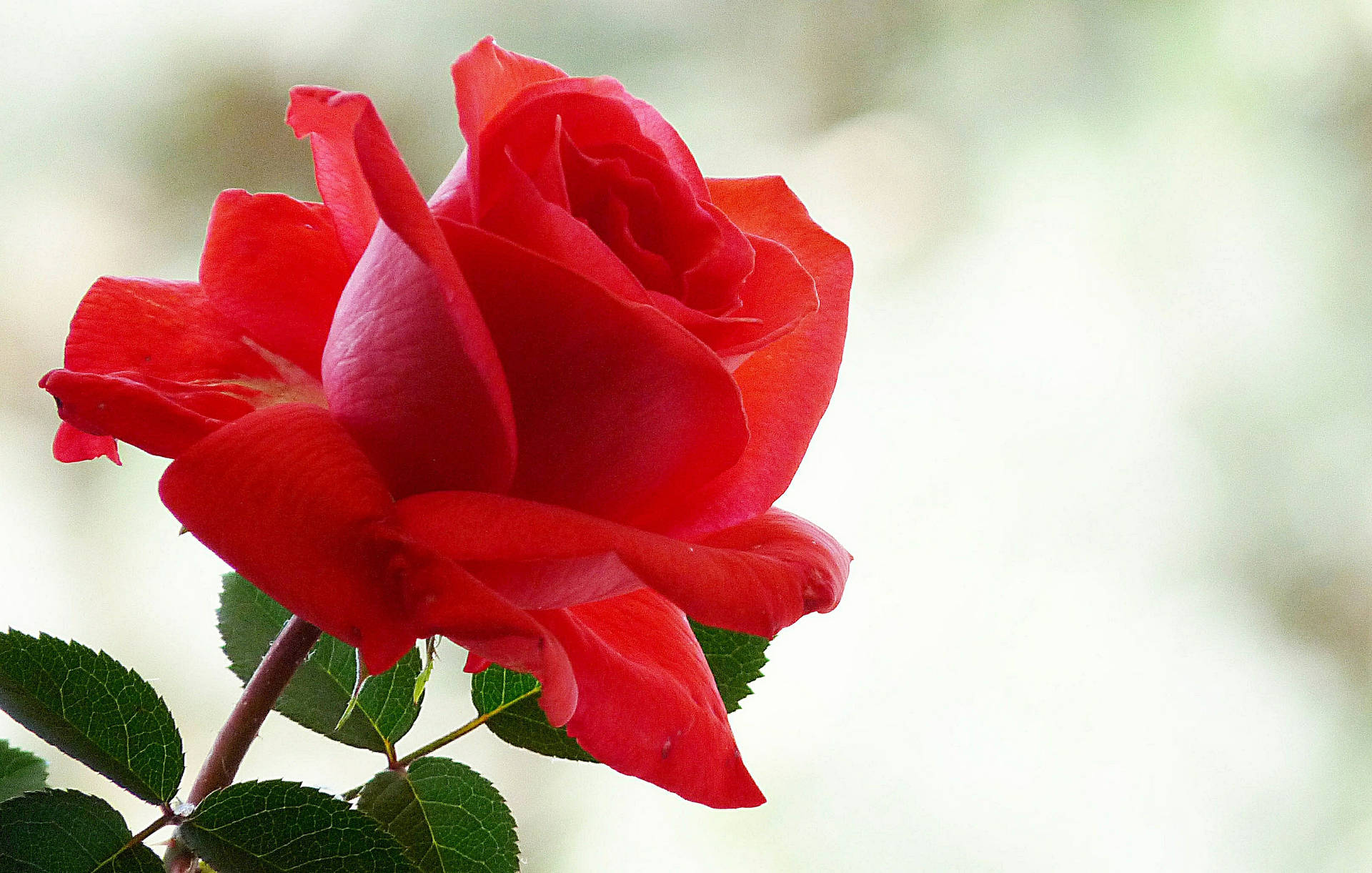 Vibrant Red Rose Background