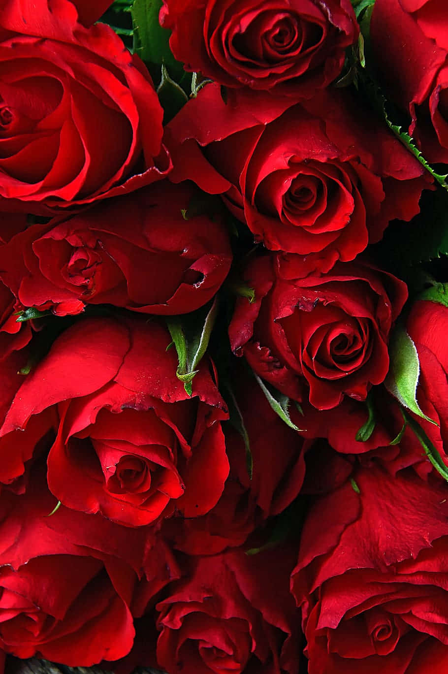 Vibrant_ Red_ Roses_ Closeup.jpg Background