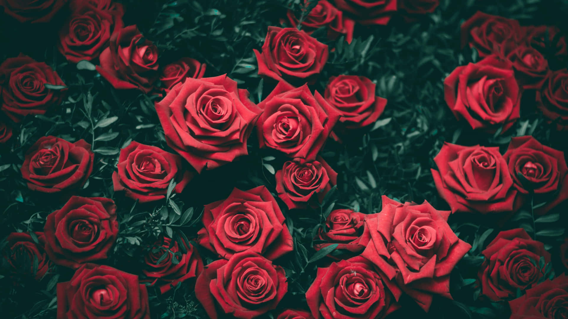 Vibrant Red Roses Dark Backdrop4 K