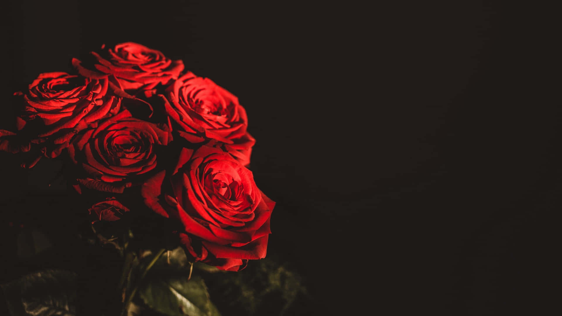 Vibrant_ Red_ Roses_ Dark_ Background_4 K.jpg Background