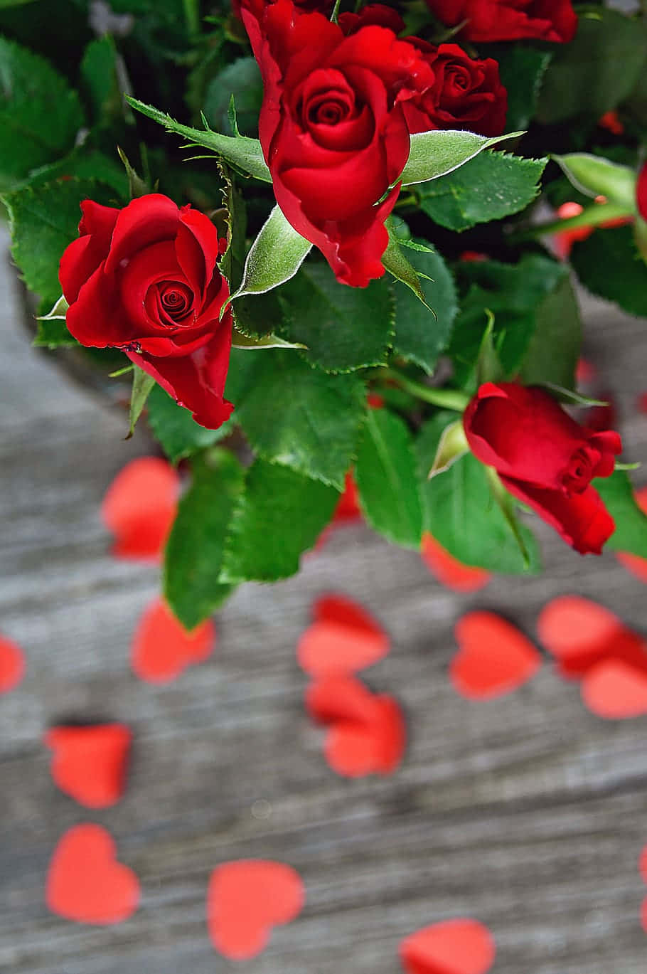 Vibrant Red Roses With Petals Background