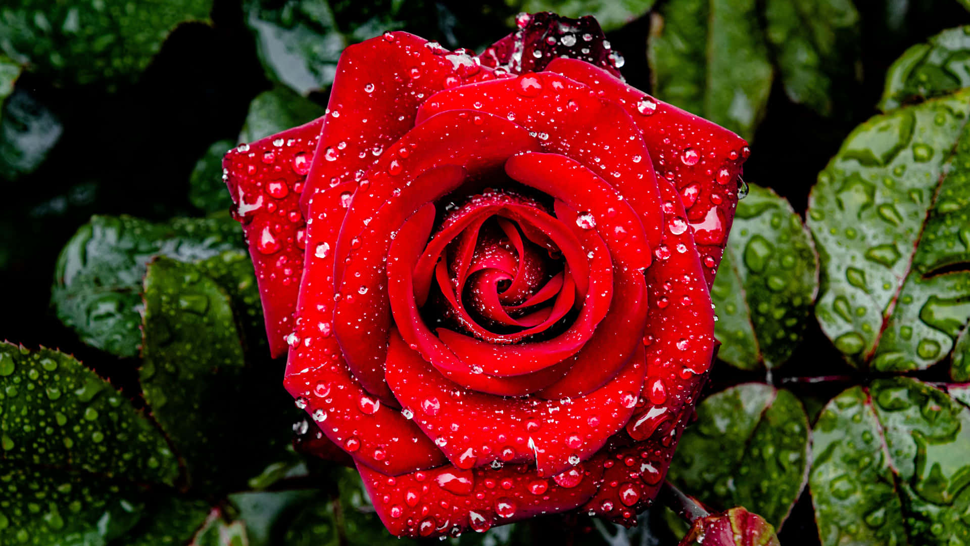 Vibrant Red Rosewith Raindrops4 K