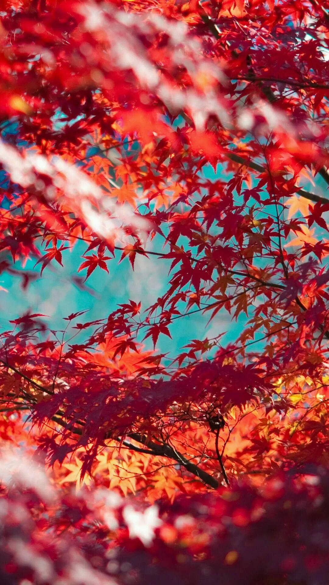 Vibrant Red Tree Fall Iphone Background