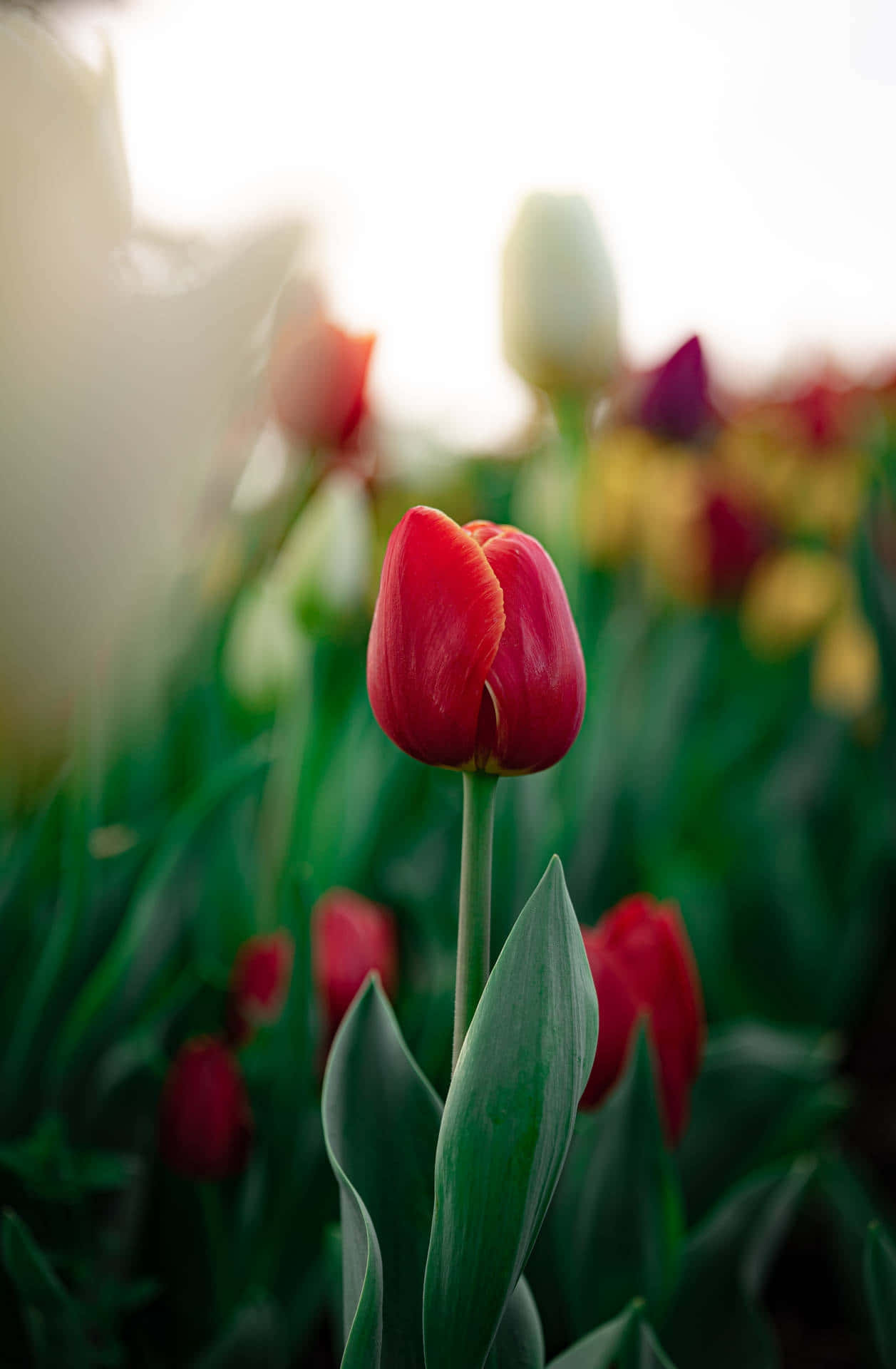Vibrant Red Tulip Amongst Garden Background
