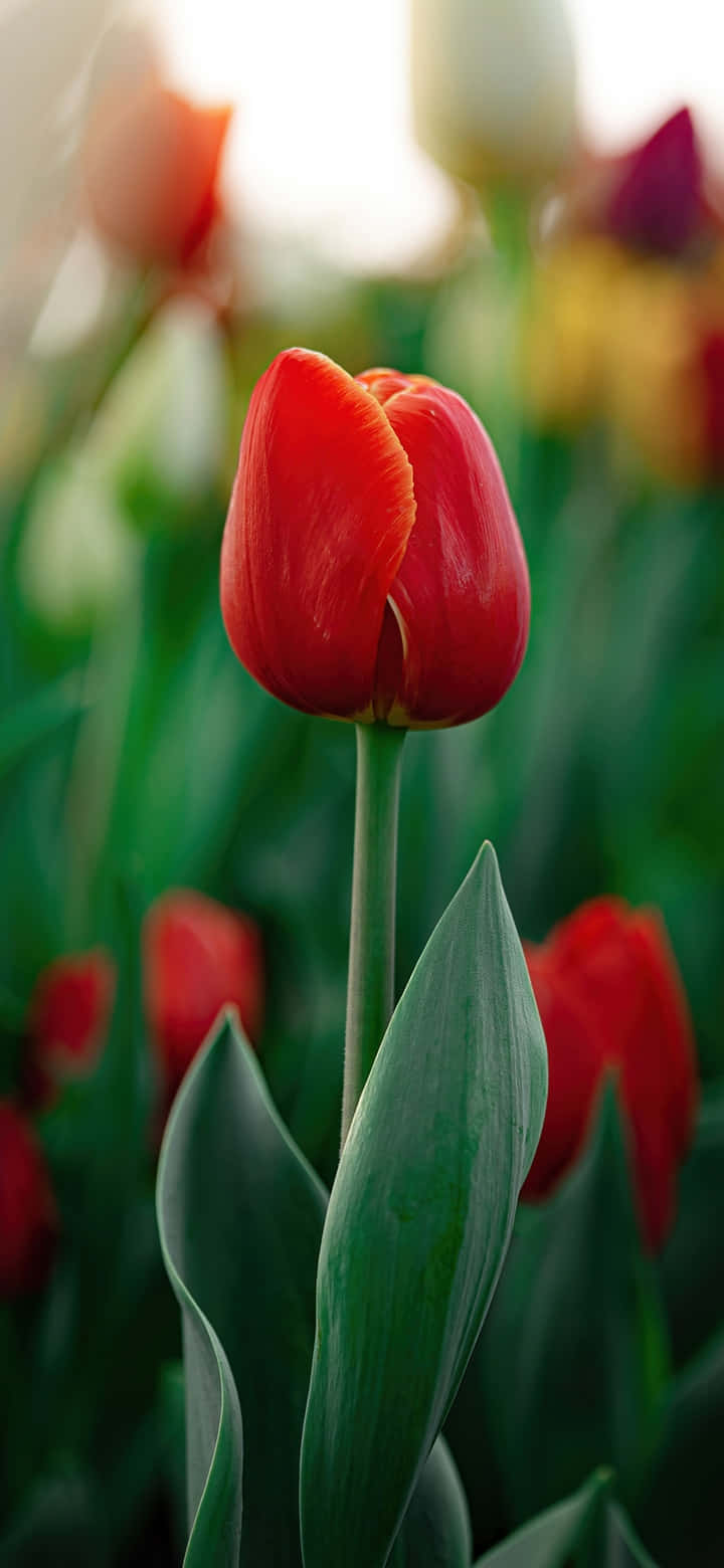 Vibrant Red Tulip Portrait Background
