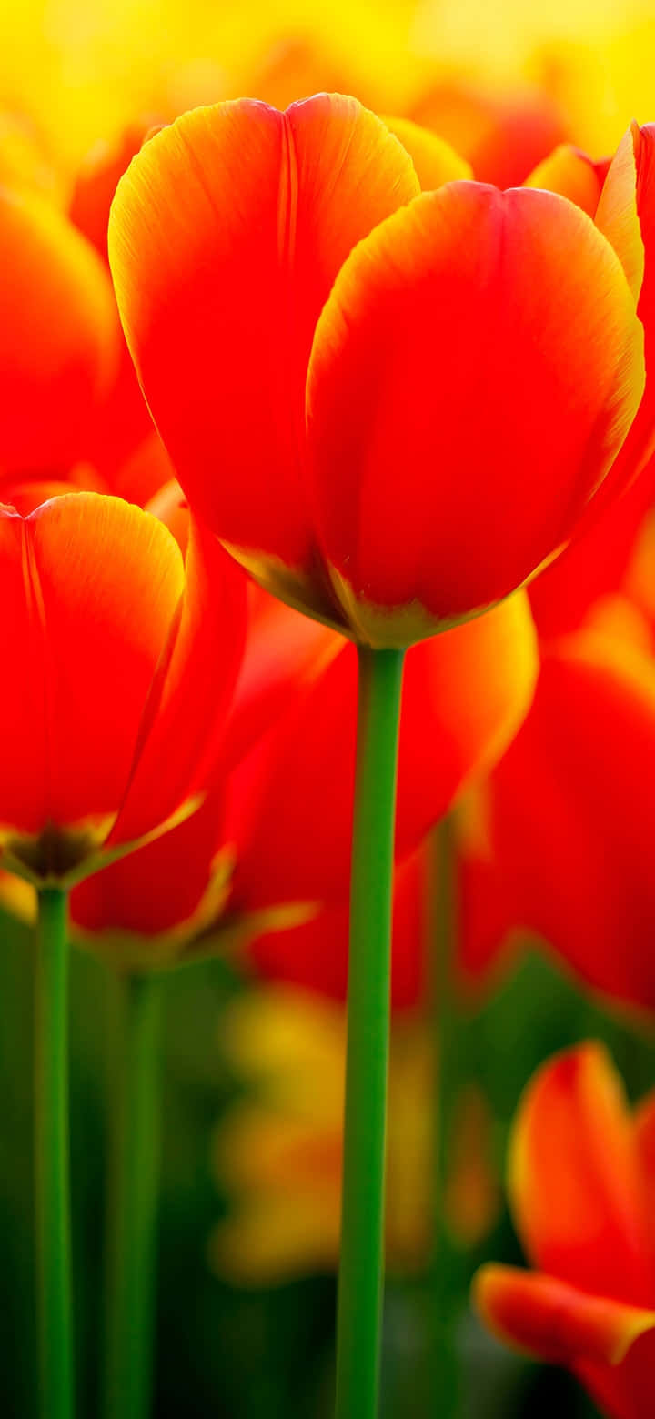 Vibrant Red Tulips Floral Display.jpg Background