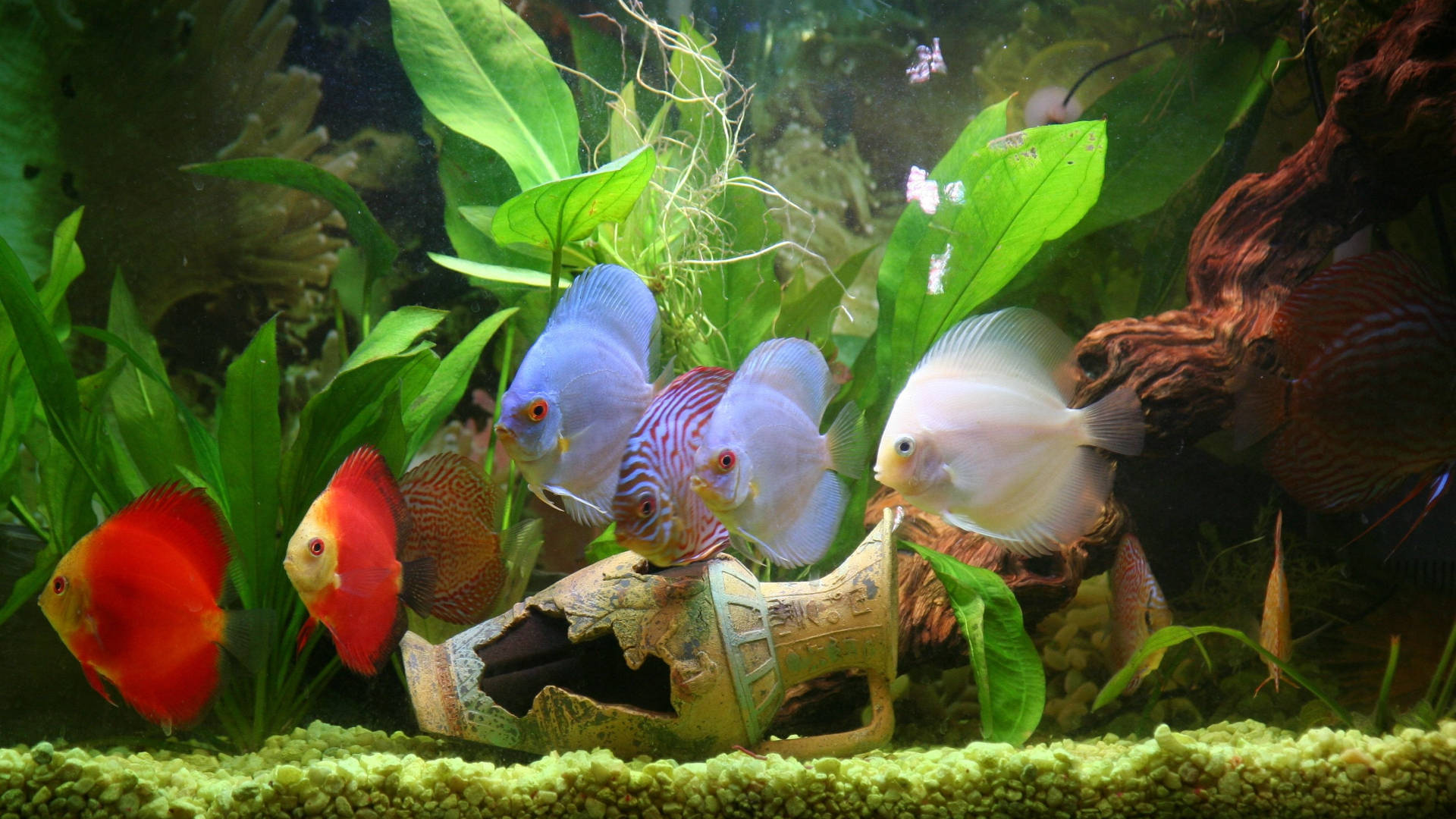 Vibrant Red-white Tropical Fish Suspended In Crystal Clear Water Background