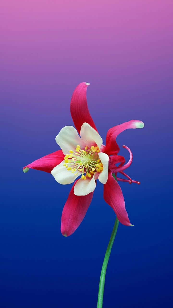 Vibrant Redand White Flower Gradient Background Background