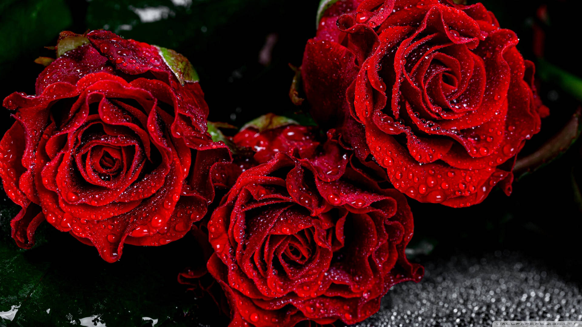 Vibrant Roses On Desktop Background Background