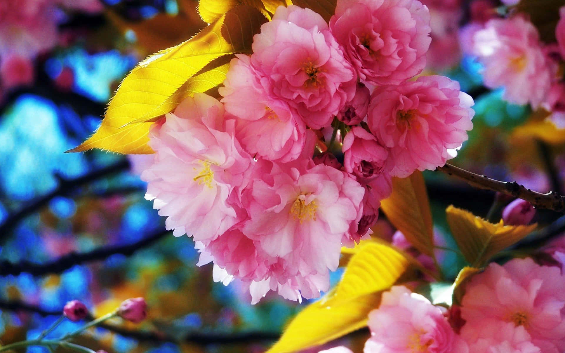 Vibrant Sakura Blossoms Background